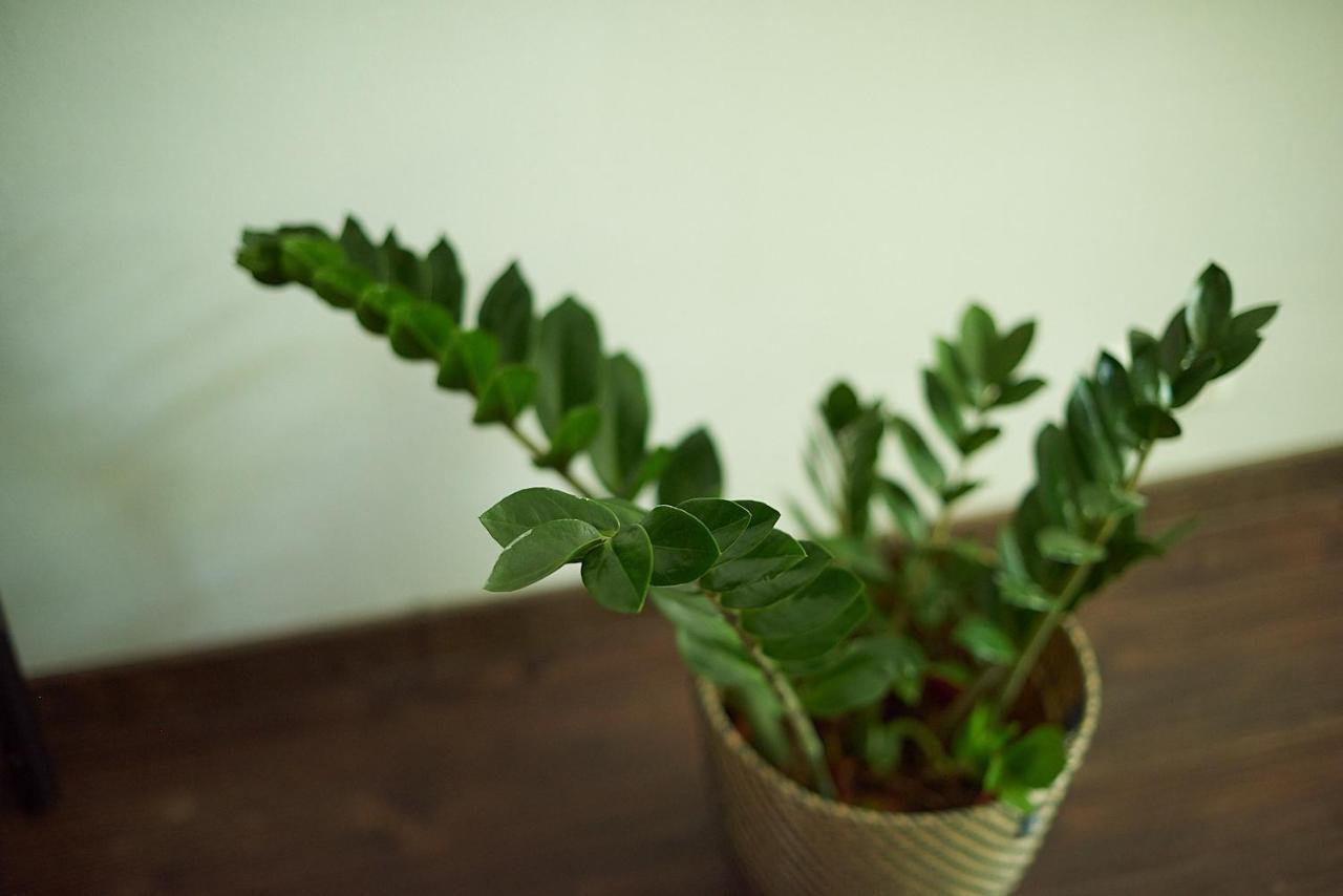 Jūrkalne Greenhouse Apartments מראה חיצוני תמונה